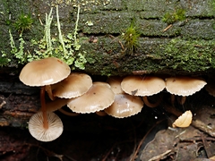 Mycena tuvara