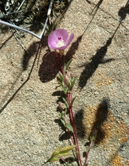 Clarkia davyi