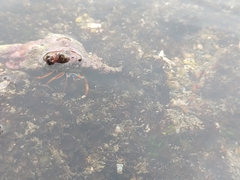Calcinus laevimanus