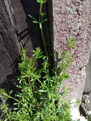 Galium aparine