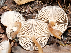 Mycena tuvara