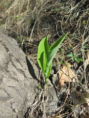 Convallaria keiskei