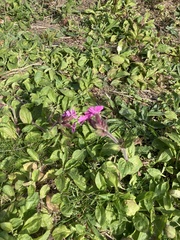 Silene dioica