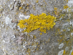 Xanthoria parietina