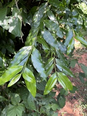 Tricalysia capensis
