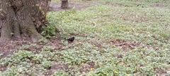 Turdus merula