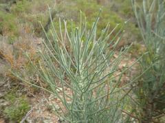 Anginon swellendamense