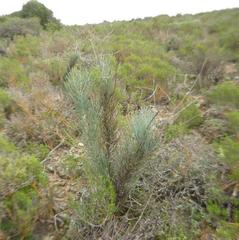 Anginon swellendamense