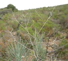 Anginon swellendamense