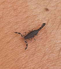 Uroplectes flavoviridis