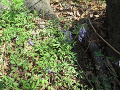 Corydalis turtschaninovii