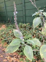 Plectranthus ciliatus