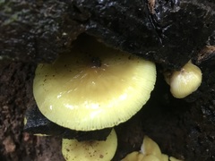 Pluteus chrysophaeus
