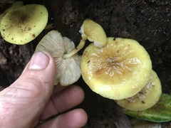 Pluteus chrysophaeus