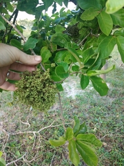 Antidesma venosum