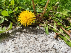 Taraxacum officinale