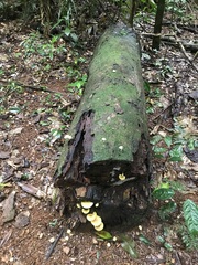 Pluteus chrysophaeus