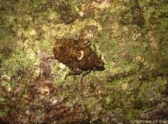 Errotasa neovalesiaca