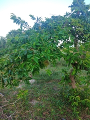 Antidesma venosum