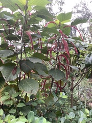Acalypha hispida