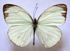 Itaballia demophile centralis