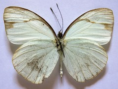 Itaballia demophile centralis