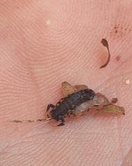 Uroplectes flavoviridis