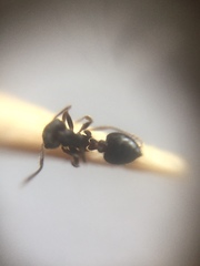 Crematogaster rothneyi