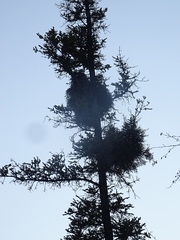 Chrysomyxa arctostaphyli