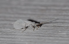 Coniopteryx