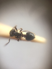 Crematogaster rothneyi