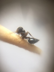 Crematogaster rothneyi