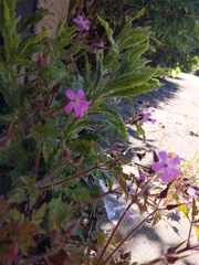 Geranium robertianum