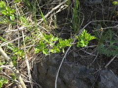 Crataegus pinnatifida