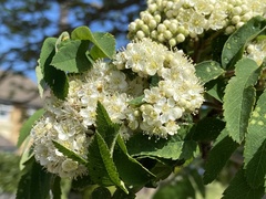 Sorbus aucuparia