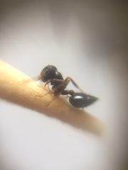 Crematogaster rothneyi