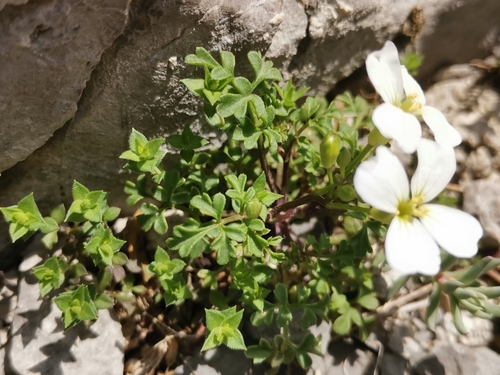 Image of Cardamine Adriatica (Cardamine adriatica) by (c) Ljaž, some rights reserved (CC BY)