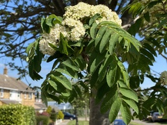 Sorbus aucuparia
