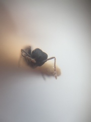 Crematogaster rothneyi