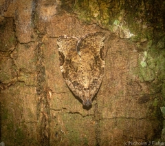 Meritastis ursina
