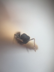 Crematogaster rothneyi