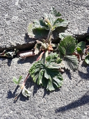 Fragaria vesca