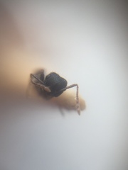 Crematogaster rothneyi