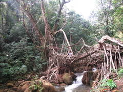 Fig (Ficus)