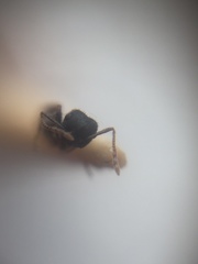 Crematogaster rothneyi