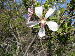 Anisodontea fruticosa