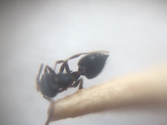 Crematogaster rothneyi