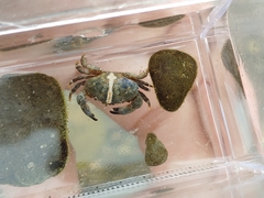 Leptodius gracilis