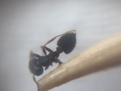 Crematogaster rothneyi