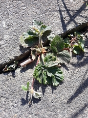 Fragaria vesca